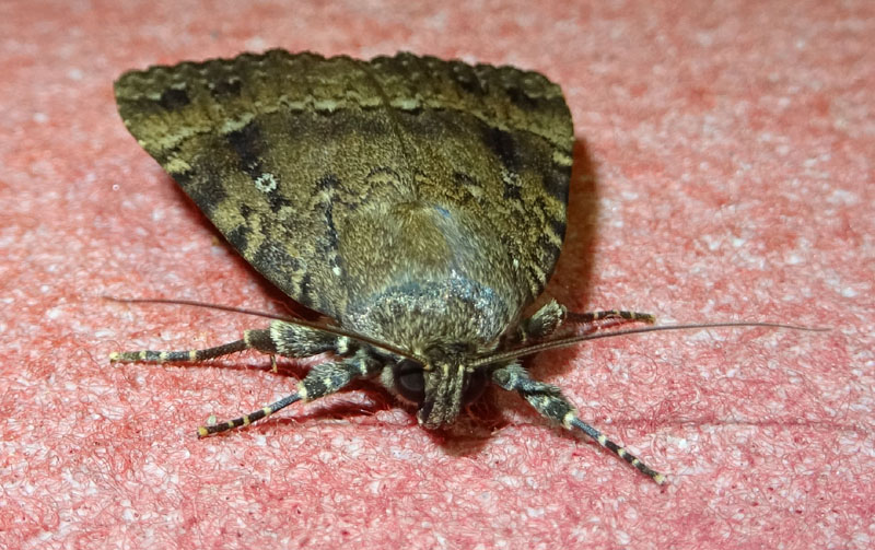 Amphipyra pyramidea - Noctuidae